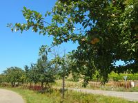 Hessigheim Feldweg Apfelb&auml;ume Norden (c) pl 2024