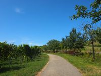 Hessigheim Norden Feldweg Weinberg Apfelb&auml;ume (c) pl 2024