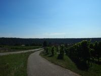 Hessigheim Norden Stra&szlig;e Feldweg Weinberg (c) pl 2024