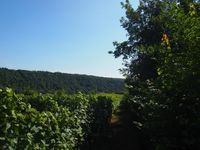 Hessigheim Rebst&ouml;cke Hecke Kirche Wald (c) pl 2024